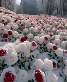 many white and red roses are in the middle of a snow covered field with trees behind them