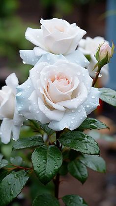 some white roses with water droplets on them