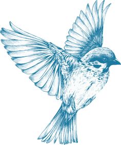 a drawing of a blue bird with its wings spread out and it's head turned to the side