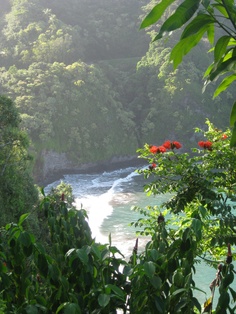 a river flowing through a lush green forest