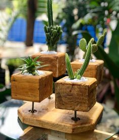 three succulents are placed in wooden blocks on a table