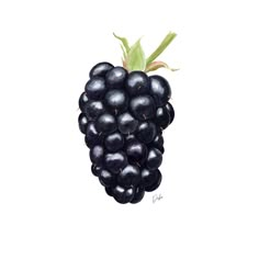 watercolor blackberry illustration Blackberry Drawing Simple, Mulberry Drawing, Blackberry Drawing, Black Berries Drawing, Blackberry Watercolor, Blackberry Sketch, Blackberry Line Drawing, Mulberry Illustration, Blackberry Drawing Illustrations