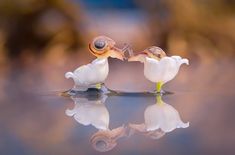 two snails are sitting on top of each other in front of the camera, facing each other