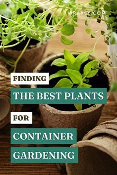 some plants that are in pots on a table with the words finding the best plants for container gardening