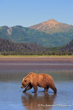 a large brown bear walking across a lake next to trees and mountains in the background