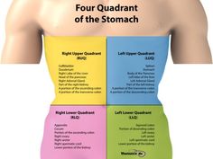 the four quadrants of the stomach