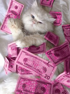 a white cat is surrounded by pink money