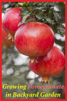 three pomegranates hanging from a tree with the title growing pomegranate in backyard garden