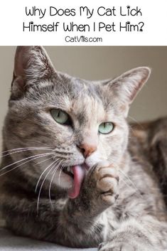 a cat with its tongue hanging out and the caption says, why does my cat lick himself when i pet him?