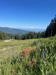 wildflowers in the foreground and mountains in the background on a sunny day