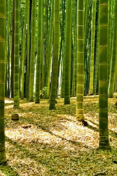 many tall green bamboo trees in the forest