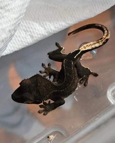 a small lizard sitting on top of a plastic container