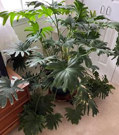 Philodendron Xanadu has very large, green, shiny, leathery, lobed leaves- Houseplant411.com Xanadu Plant, Pictures Of Leaves, Philodendron Xanadu, Best Indoor Plants, Plant Diseases, Houseplants Indoor