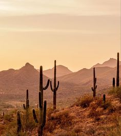 the desert has many cacti in it and there are mountains in the background