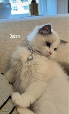 a fluffy white cat wearing a crystal collar on a couch with the caption queen