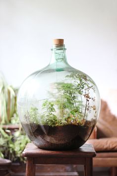 a glass vase filled with plants on top of a wooden table