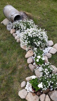 some white flowers are growing out of the rocks near a barrel and water hose on the grass