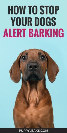 a brown dog sitting in front of a blue background with the words how to stop your dogs alert barking