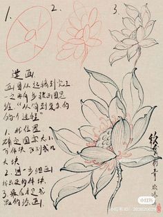 Japan Calligraphy Art, Japan Flower Drawing, Tattoos Down Spine, Floral Tattoo Design Drawings, Peony Flower Tattoos, Peony Drawing, Japanese Flower Tattoo, Japan Tattoo Design