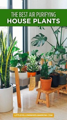 the best air purifying house plants are in their pots and they're easy to care for