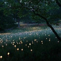 a field full of dandelions in the evening with trees and grass behind them