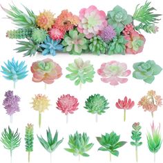 an assortment of succulents and plants on sticks with leaves in them, all different colors