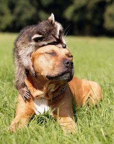 a dog laying in the grass with its eyes closed