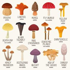 different types of mushrooms and their names