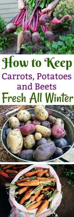 how to keep carrots, potatoes and beets fresh all winter in the garden