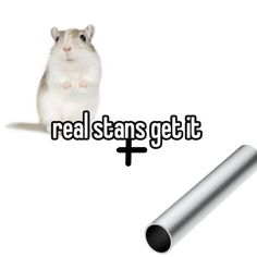 a white hamster sitting next to a silver tube with the words real stans get it