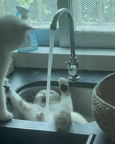 two cats playing in a kitchen sink with water running from the faucet and one cat standing on it's back legs