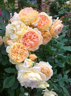 yellow and pink flowers are growing in the garden