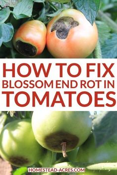 how to fix blosomend rot in tomatoes and other vegetables on the vine