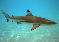 a blacktiped shark swimming in the ocean