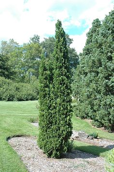 there is a very tall green tree in the middle of this yard, next to some bushes