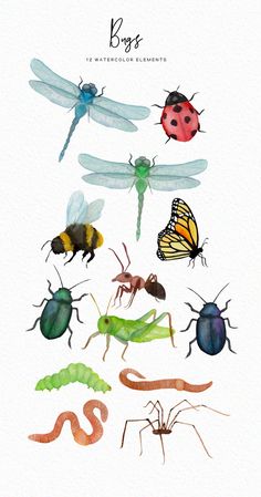 watercolor illustration of bugs and caterpillars