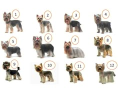 an image of different dogs that are in the same order to learn how to tell if it is true or false