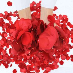 Red Rose Petals - Rosaholics Roses Delivery, Rose Petal Bath, Fresh Rose Petals, Real Rose Petals, Welcome Table, Red Rose Petals, Candlelit Dinner, Fresh Flower Delivery, Parade Float