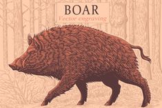 an animal that is walking in the dirt with trees behind it and words boar below