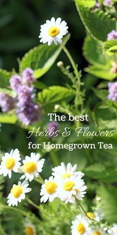 the best herbs and flowers for homegrown tea is in this postcard image