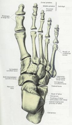 the bones of the foot and ankle are shown in this diagram from an old book