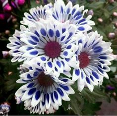 some white and blue flowers are in a vase