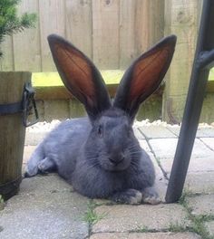 a gray rabbit sitting next to a potted plant