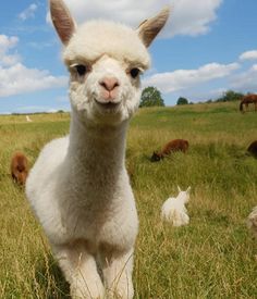 an alpaca is standing in the grass with other animals