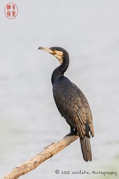 a bird sitting on top of a tree branch next to the water with chinese writing