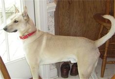 a large white dog standing on top of a kitchen floor next to a wooden chair