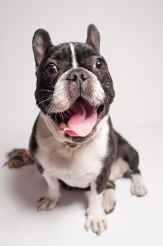 a small black and white dog with its tongue out