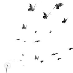 black and white photograph of butterflies flying in the sky