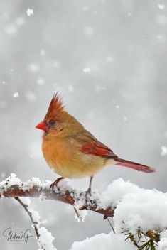 a red and yellow bird sitting on top of a tree branch covered in white snow