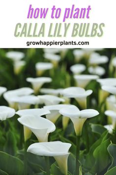 white flowers with text overlay how to plant calla lily bulbs